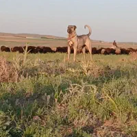 ماده سرابی
