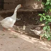 غوغاز
