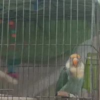 برزیلی باهوش و شیطون|پرنده|رباط‌کریم, رباط‌کریم|دیوار