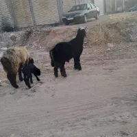 بره قوچی|حیوانات مزرعه|شیراز, شهرک کوشکک|دیوار