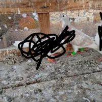 کفتر نروماده|پرنده|نیشابور, باغرود|دیوار