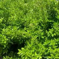 یاس هلندی کیفیت در تصویر میبینید