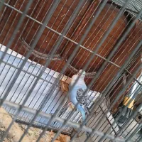 3 تا مرغ عشق آبی|پرنده|باقرشهر, |دیوار