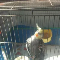 فروش عروس هلندی