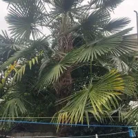 درختچه لاتانیا