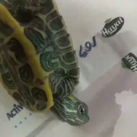 ماهی اییر رد