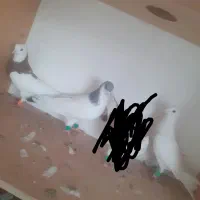 کفتر قلدور رنگه