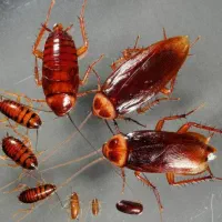 سم پاشی (سمپاشی) اپارتمان سوسک و ساس سم خارجی