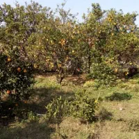 فروش زمین کشاورزی جنب آزادراه قائمشهر ساری|فروش دفتر صنعتی، کشاورزی، تجاری|قائم‌شهر, |دیوار