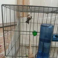 سهره بهارس معاوظه دارم با بهاره صفت خون