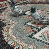 کبوتر کله ای پاکستانی|پرنده|خاش, |دیوار