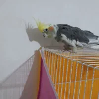 عروس هلندی فول دستی بالغ|پرنده|مشهد, شهرک شیرین|دیوار