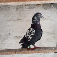 کبوتر|پرنده|قشم, |دیوار