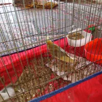 جهت معاوضه غیرازکبوتر کاملا دستی نروماده|پرنده|فلاورجان, |دیوار