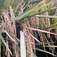 بذر شالی ندا ۹۰ روزه