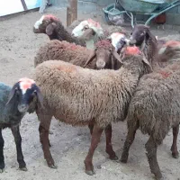 گوسفند کاور نر|حیوانات مزرعه|سنقر, |دیوار