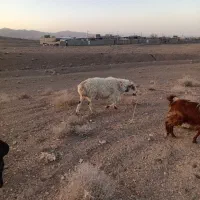 گوسفند|حیوانات مزرعه|سده (خراسان جنوبی), |دیوار