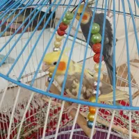 عروس هلندی جفت