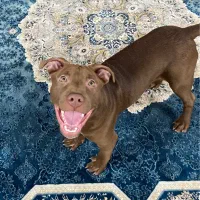 سگ بادیگارد|سگ|مشهد, حسین‌آباد|دیوار