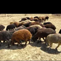 گوشت بره|حیوانات مزرعه|ساوه, |دیوار