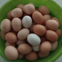 تخم مرغ خانگی تازه