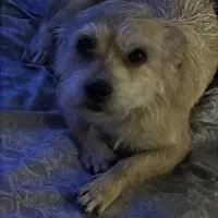 سگ گمشده|حیوانات|آبادان, |دیوار