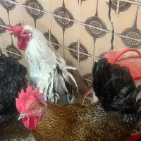 مرغ وخروس گلین|حیوانات مزرعه|شیراز, گود عربان|دیوار