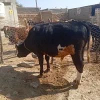 گوساله نر|حیوانات مزرعه|کوهدشت, |دیوار