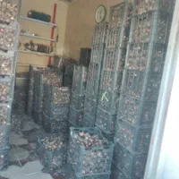 پیاز گل نرگس