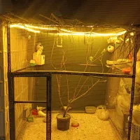 قفس بزرک پرنده همراه با پرنده