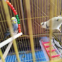 یک جفت|پرنده|ایلام, |دیوار