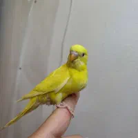 مرغ عشق هلندی فول بادی گرید A|پرنده|شاهینشهر, شهرک گلدیس|دیوار