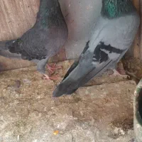 کبوتر پروازی طوقی تیدی کاکلی پاکستانی جوان زیرسال