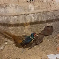 مرغ وخروس