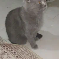 سه گربه اسکاتیش بلو و بلو پوینت|گربه|تهران, استاد معین|دیوار