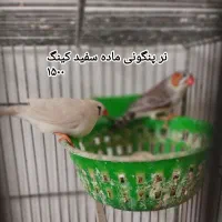 فنچ جامبون وپنکونی وکینگ ونرگسی|پرنده|رباط‌کریم, شترخوار|دیوار