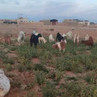 حیوانات مزرعه