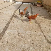 مرغ وخروس محلی وگلین|حیوانات مزرعه|سنندج, |دیوار