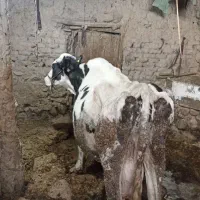 یک راس گاو شیرده