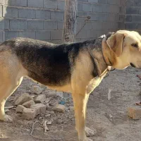 سگ پژدر