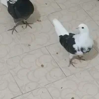 کفتر