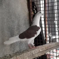 کبوتر تهرانی غریب گیری