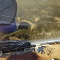 کت پوزه‌ بوته ای بلو آیز.لجنخوار پوزه بوته ای|ماهی|مشهد, حجت|دیوار