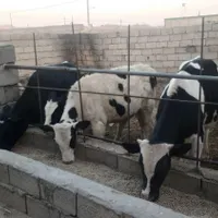 گوساله نر چهار عدد  گوساله ماده یک عدد