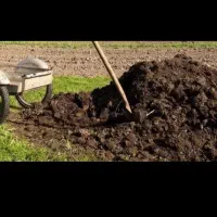 خریدار کود گاوی پوسیده پودری چند ساله خشک