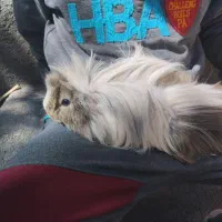 خوکچه هندی|موش و خرگوش|اسدآباد, |دیوار