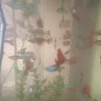 ماهی گوپی|ماهی|سیاهکل, |دیوار