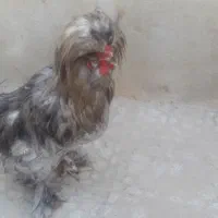 فروش دو خروس|پرنده|اصفهان, جنیران (لادان)|دیوار