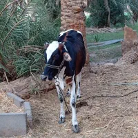 گاو گوستر|حیوانات مزرعه|جازموریان, |دیوار
