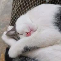 واگذاری گربه خانگی|گربه|بندر انزلی, مسکن مهر|دیوار